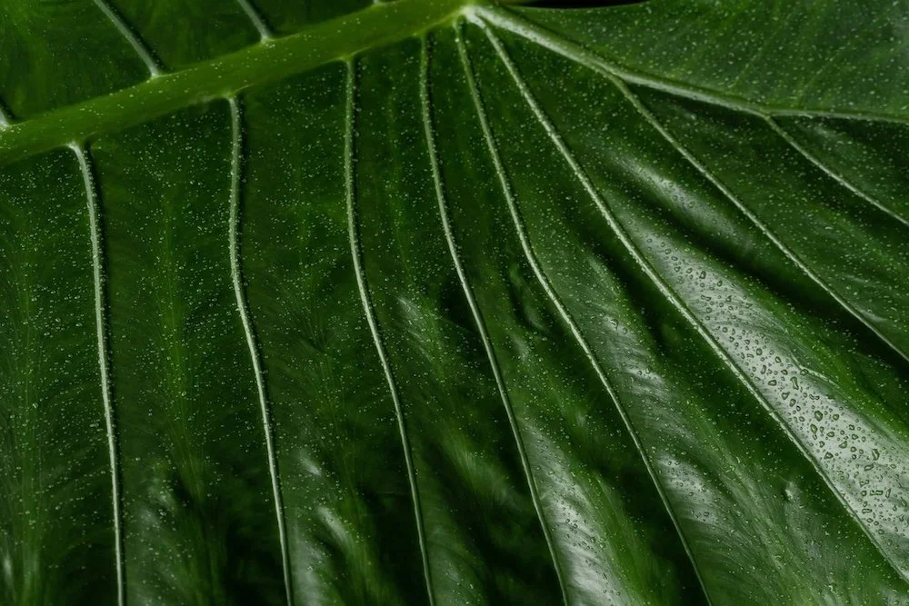 shadow work near me, shadow work therapist, shadow work therapy