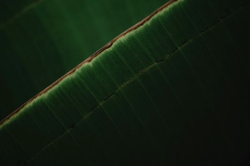 psychotherapist san anselmo, marin psychotherapist, in-person psychotherapist marin, spiritual psychotherapist marin