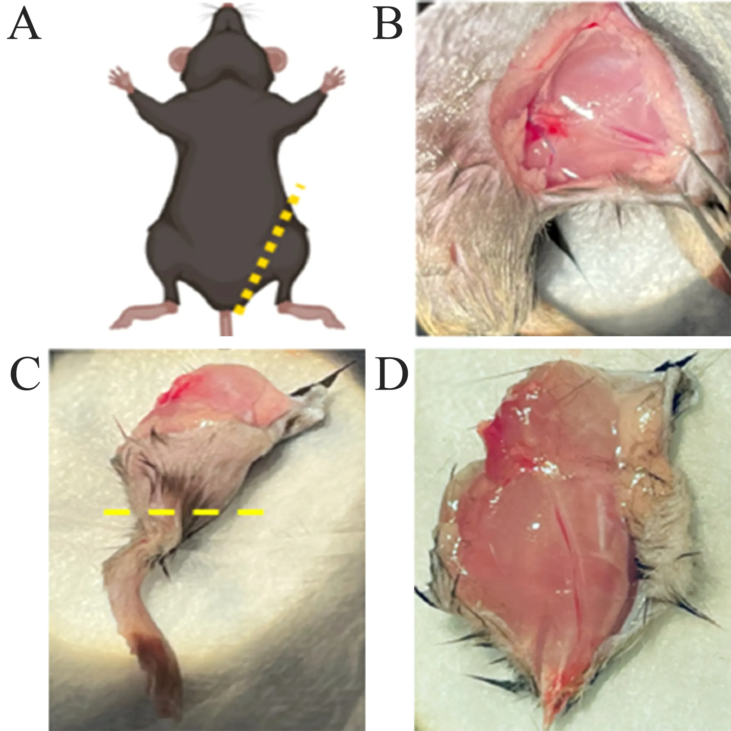https://www.frontiersin.org/journals/immunology/articles/10.3389/fimmu.2025.1595319/full