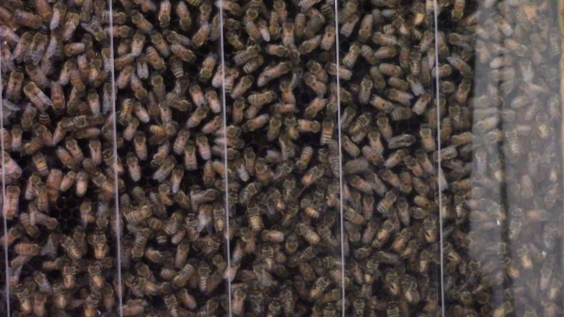 AI Beehive