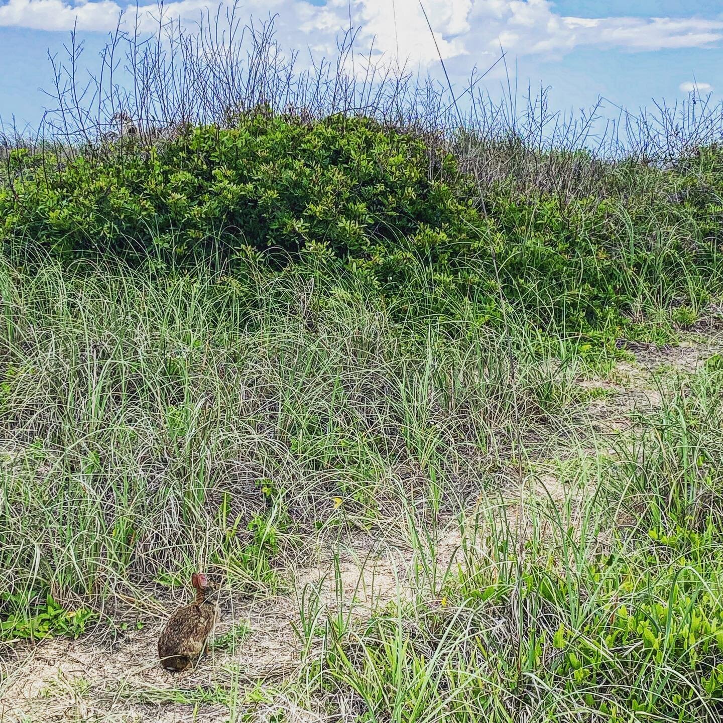 Can you spy the dune bunny?! #vilanobeach