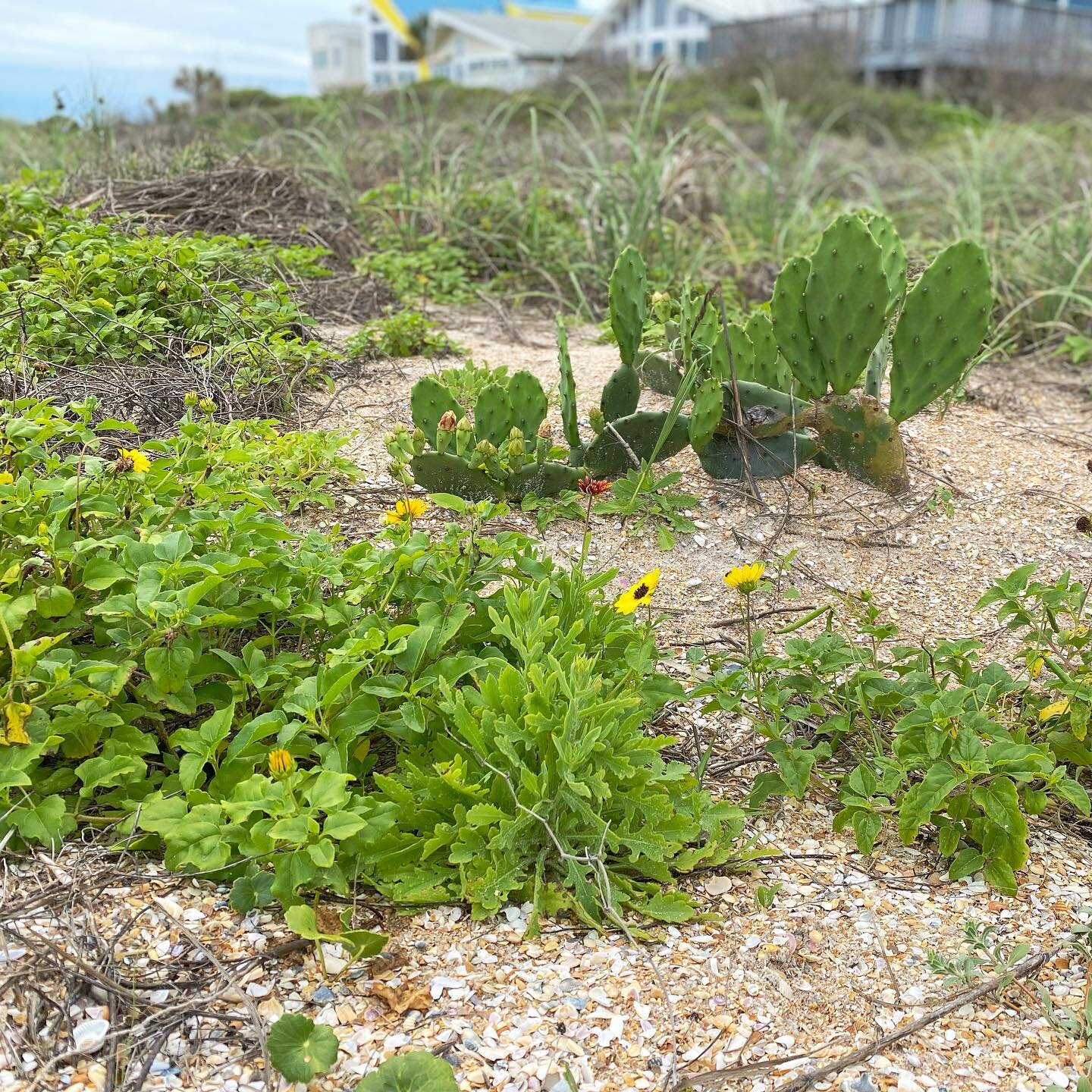 Dune blooms.