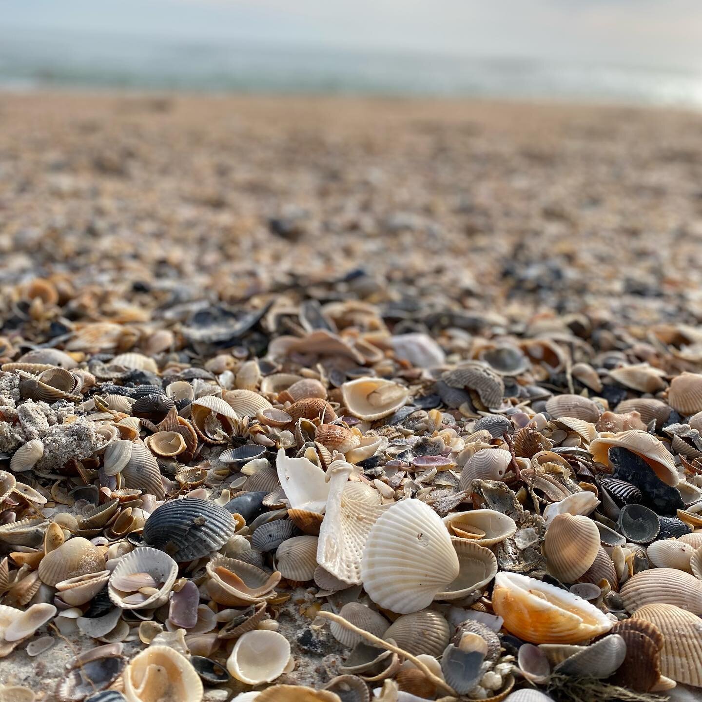 Celebrating all the beauty mama earth puts on display. From beautiful shells and sea birds to wildflowers and peaceful sunrises - and everything in between. Happy #earthday