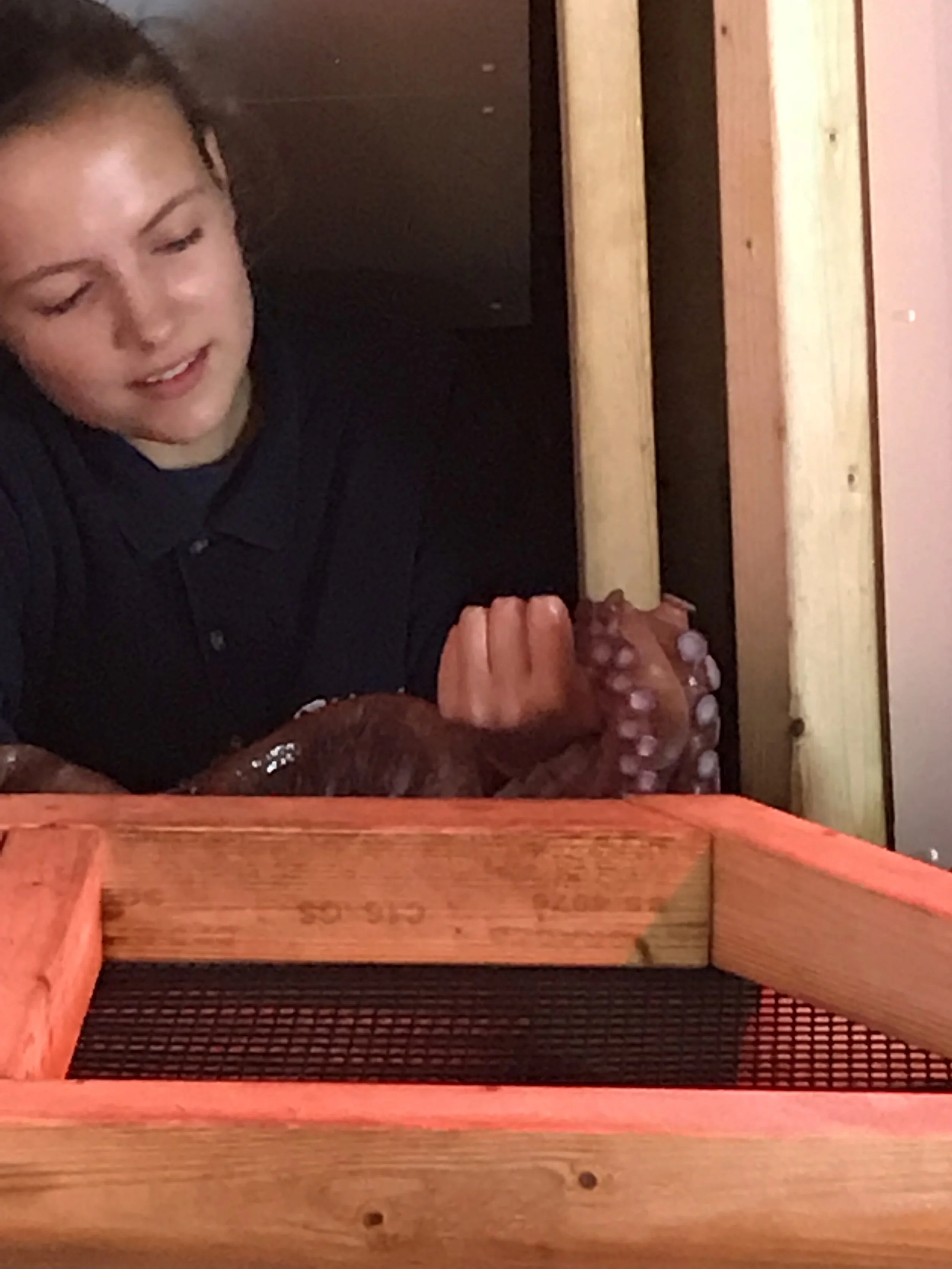 Work Experience at Blue Reef Aquarium, Newquay.