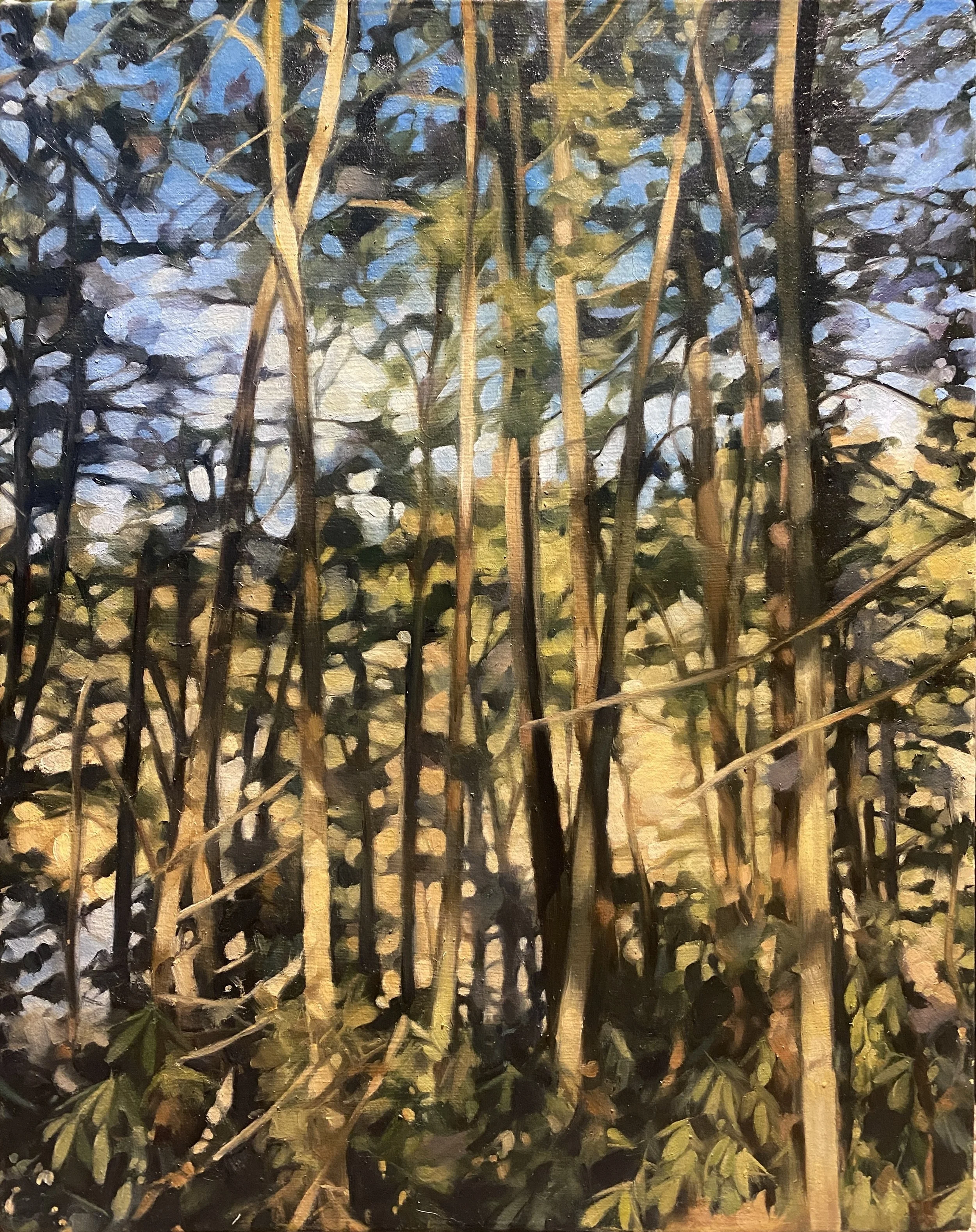 "Through the Trees", oil on canvas, 11" x 14"