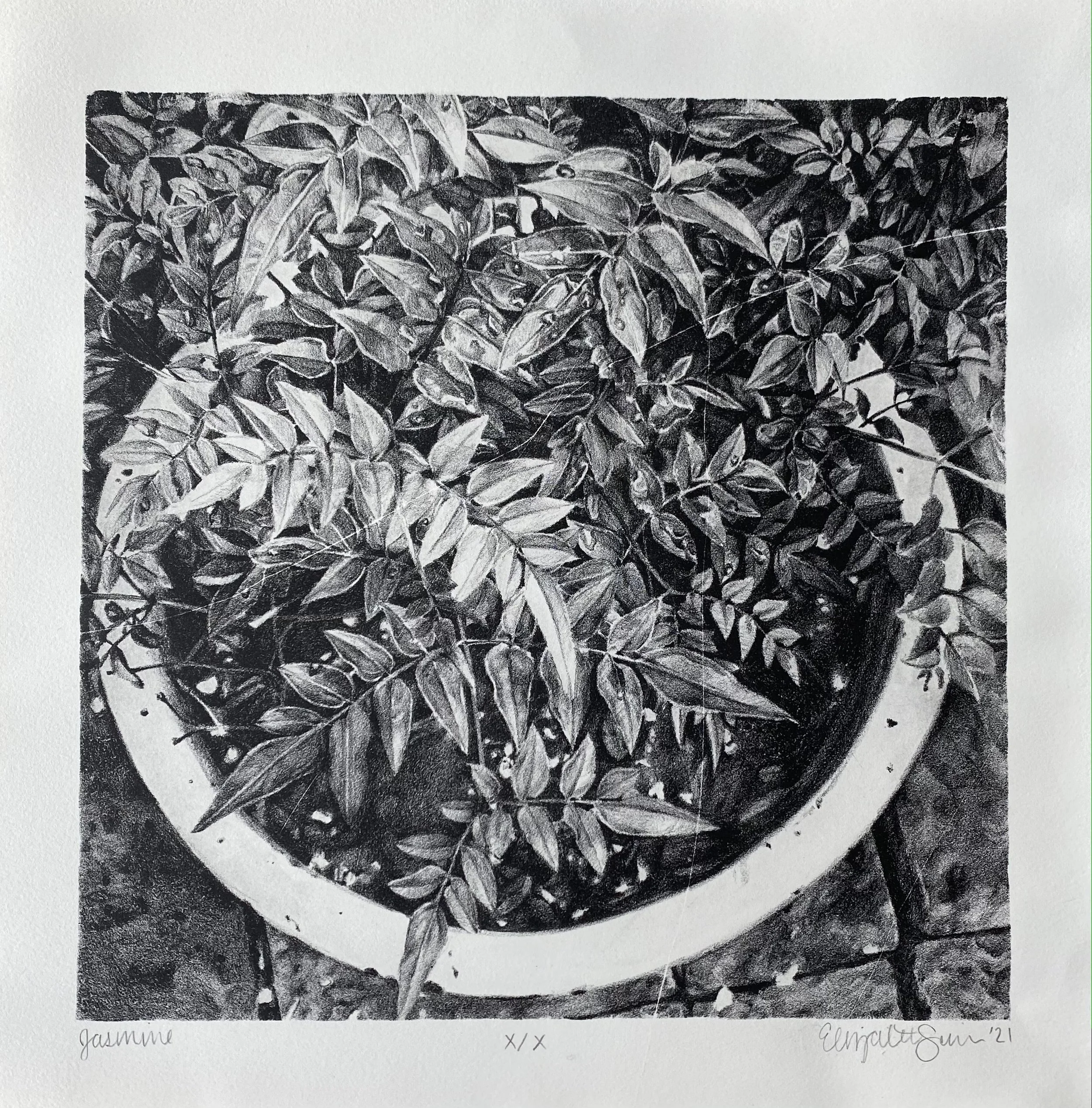 "Jasmine", lithograph (darker edition), 10" x 10" 2021