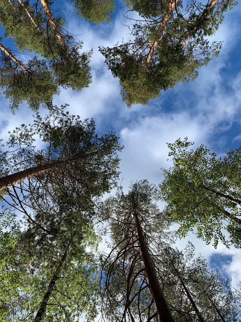 Abhängen im Wald: Herbstedition