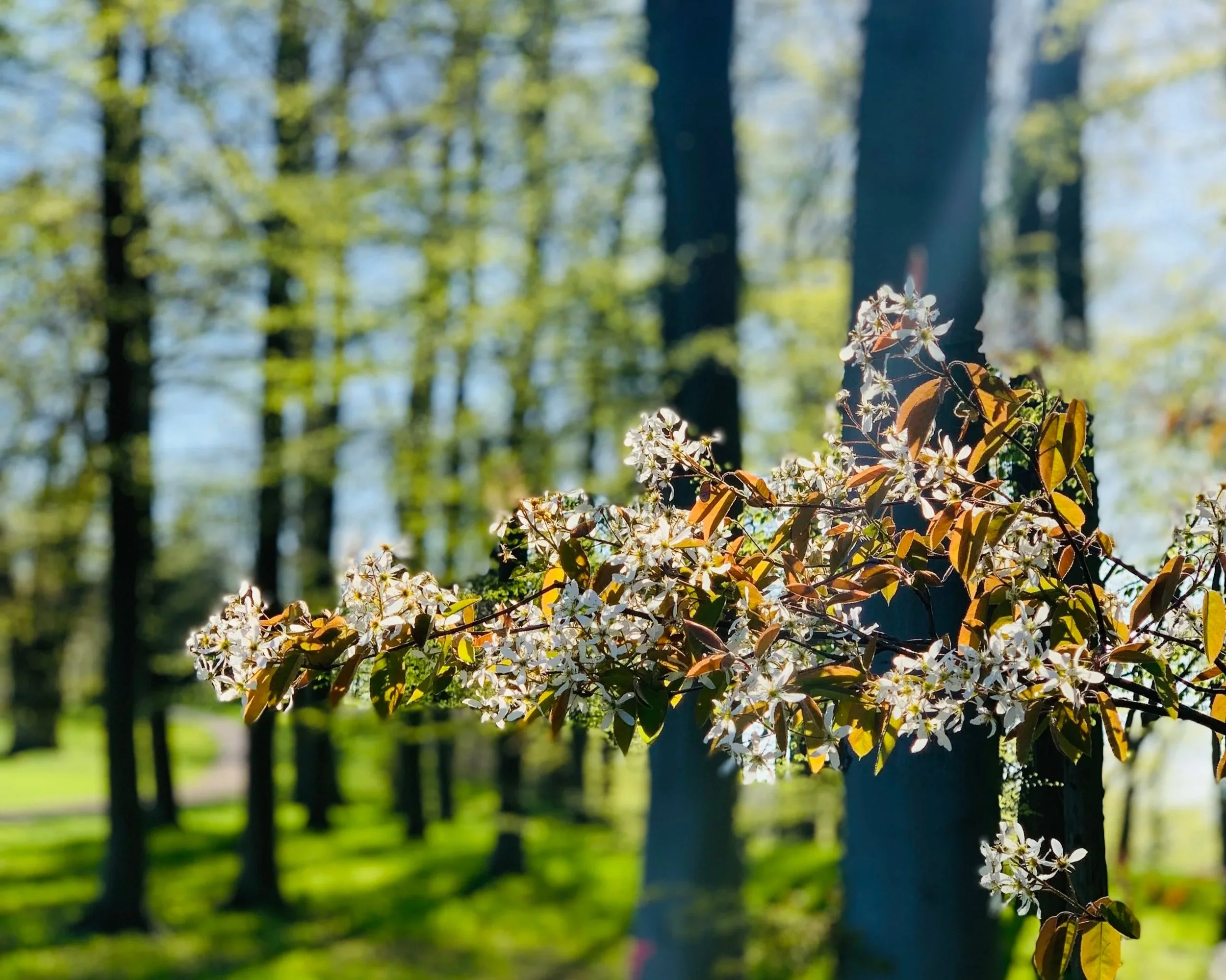 Wald Retreat: Mit allen Sinnen Frühling