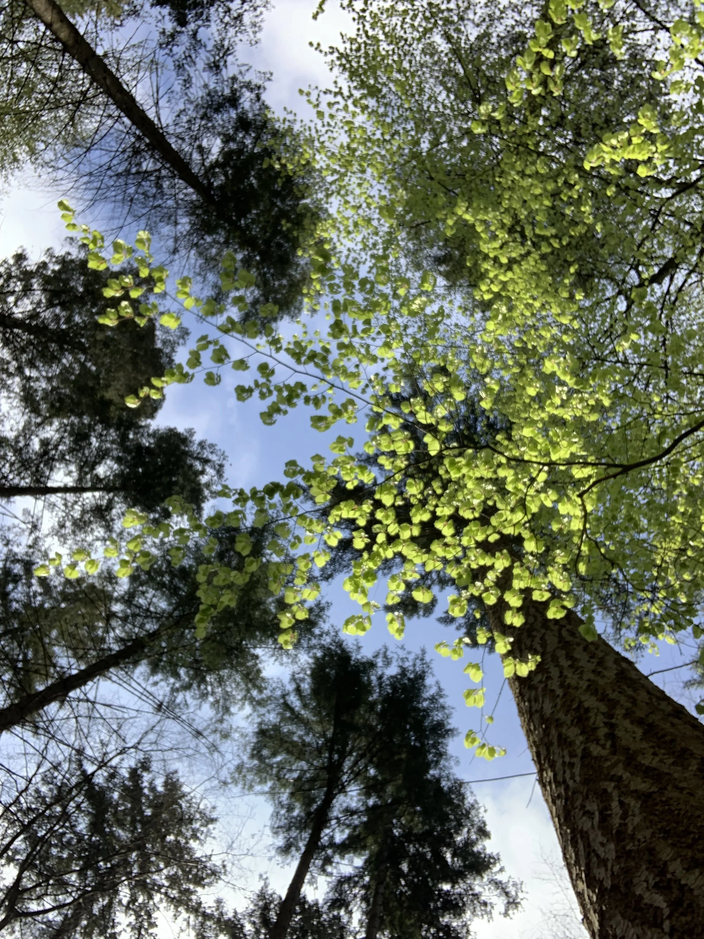Abhängen im Wald: Auftanken