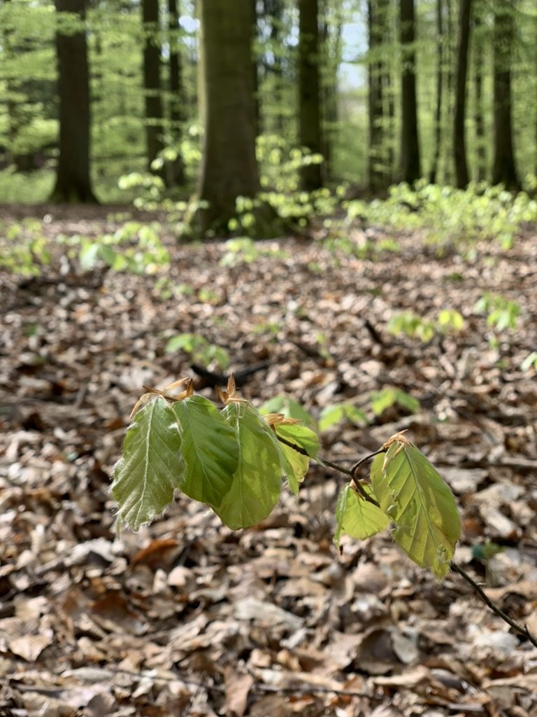 Waldweilchen: Ab ins Grüne