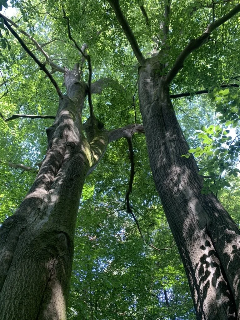 Wald Retreat: Cool Summer Breeze