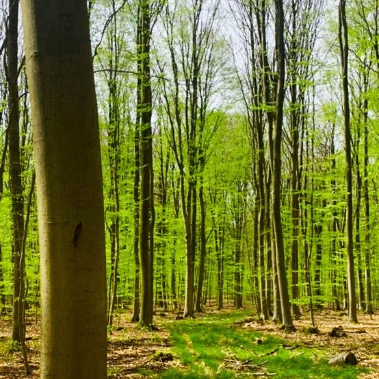 Waldweilchen: Ab ins Grüne