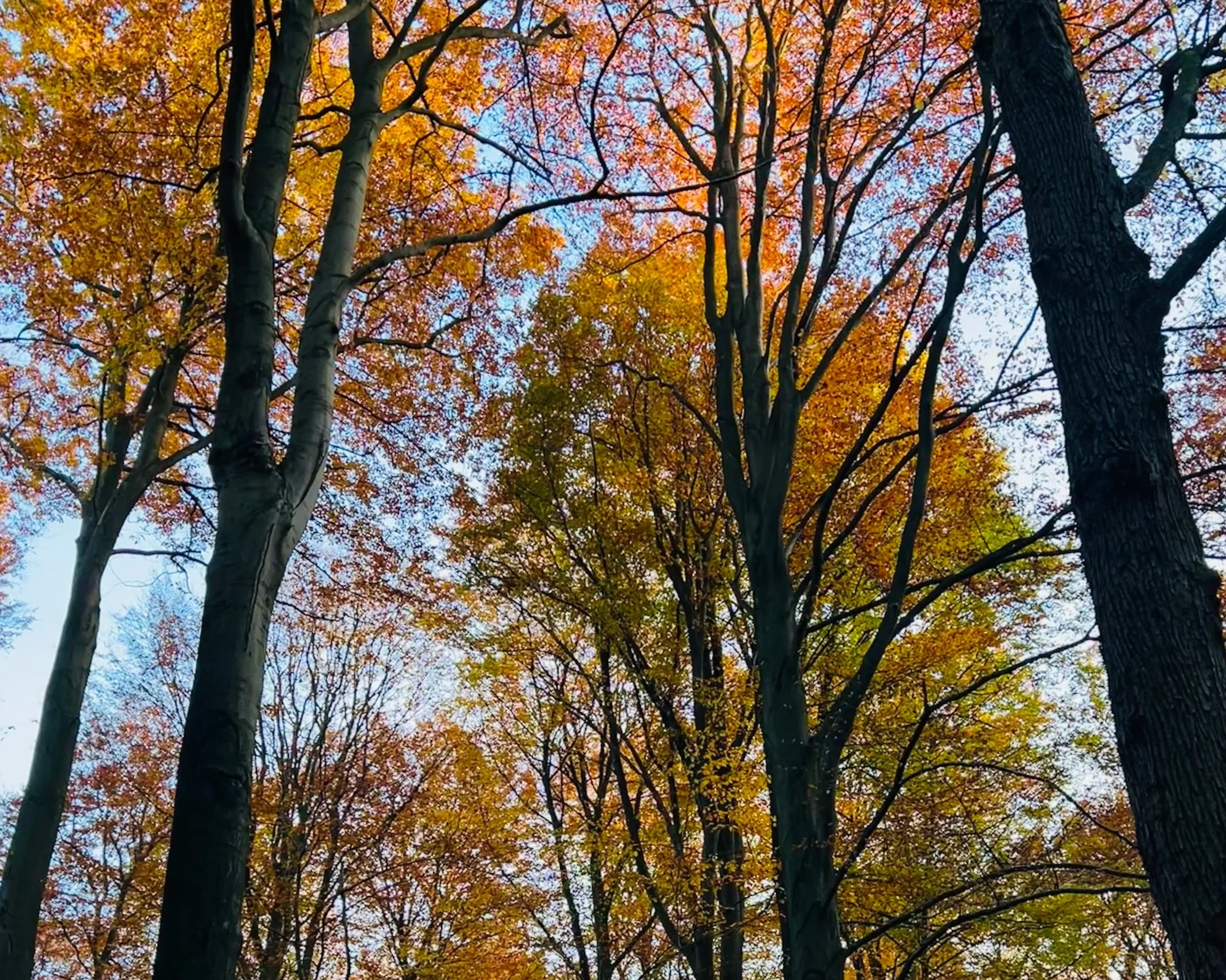 Loslassen im Herbst