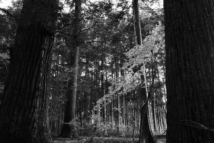 Gallerie-GR-4-MONO-FOREST_820x.jpg