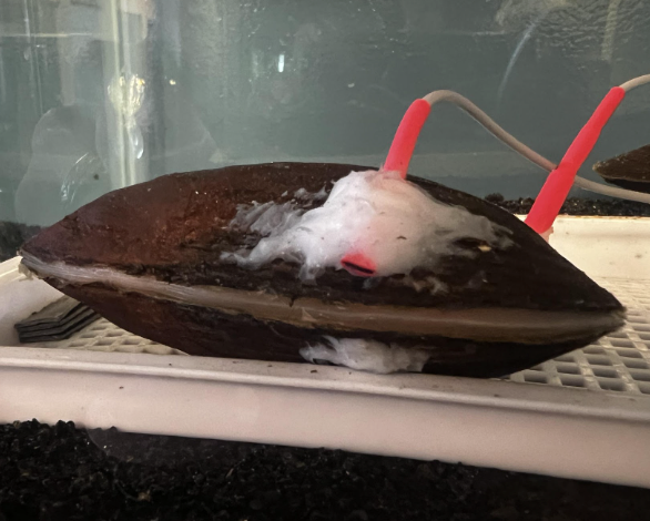  Water Treatment Infrastructure in Minneapolis with Innovative Bivalve Toxicity Detection System