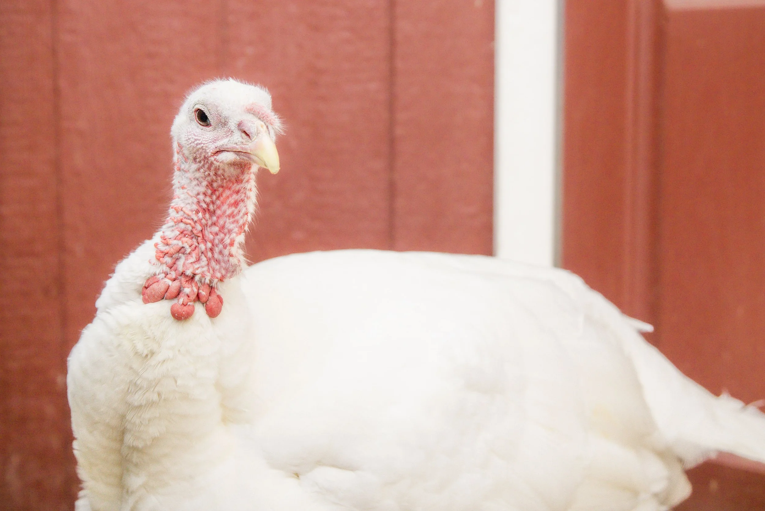 Meet The Animals Turkeys | Barn Sanctuary
