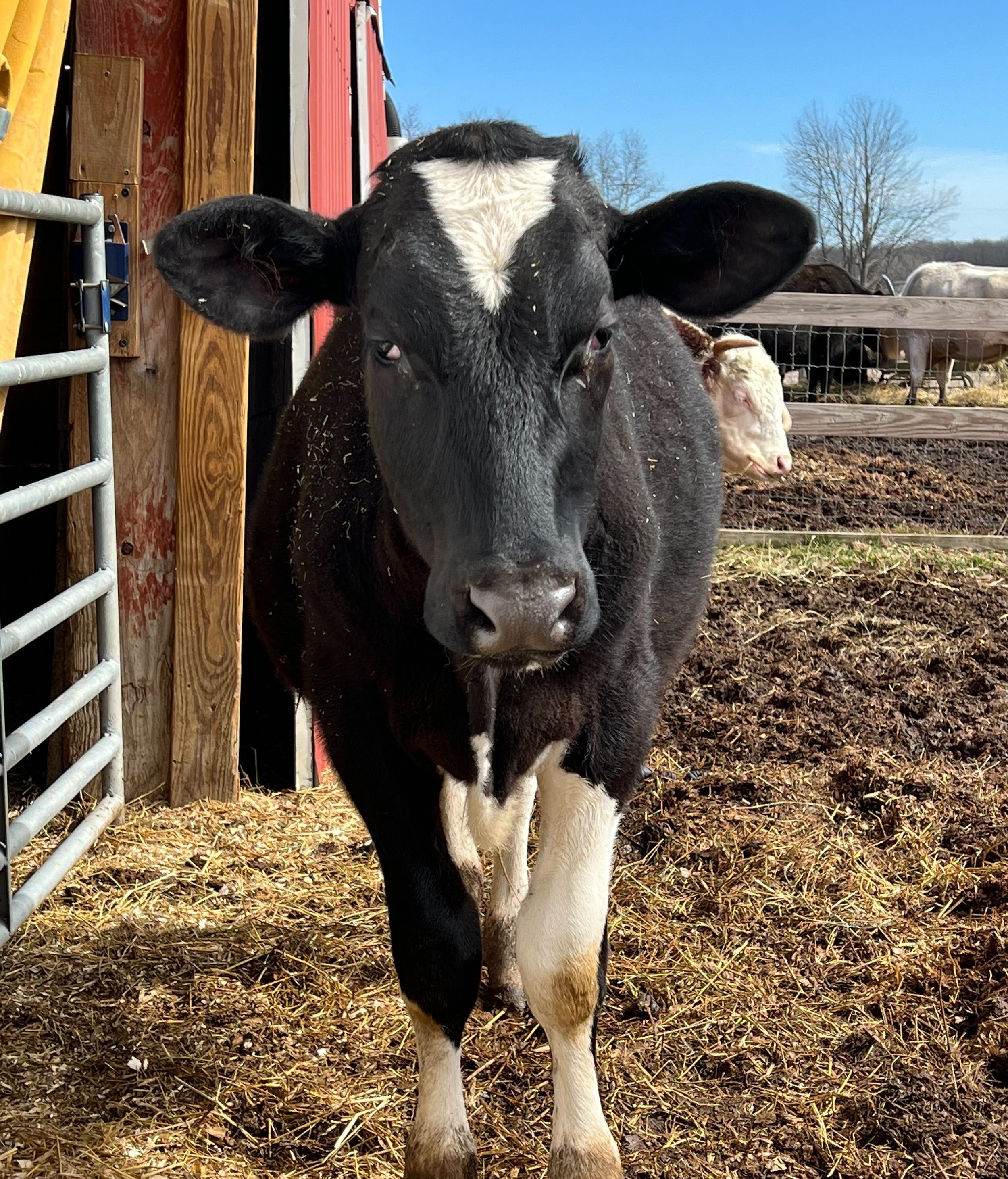 Cowcal Cal the cow | Barn Sanctuary