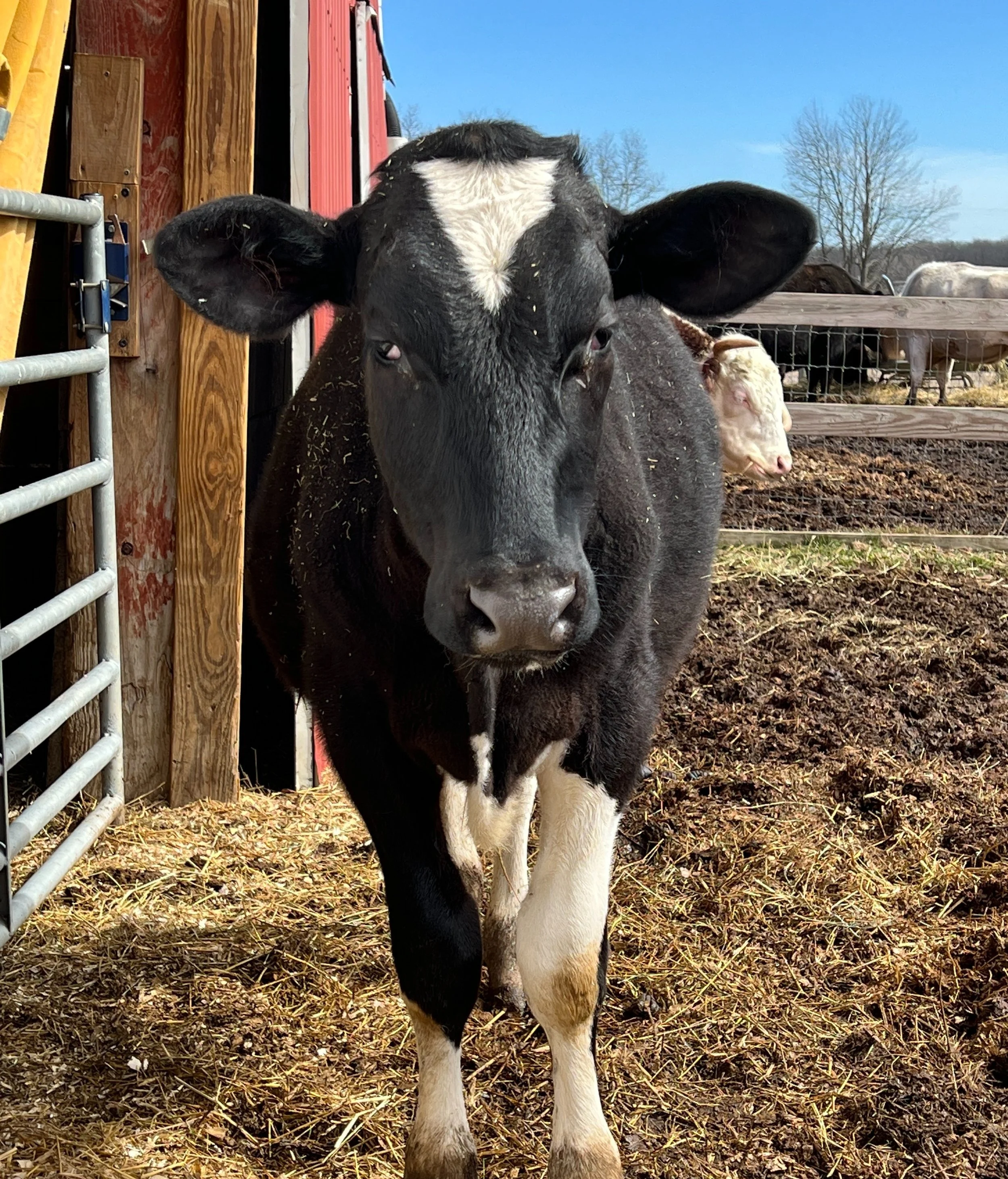 Cal the cow | Barn Sanctuary