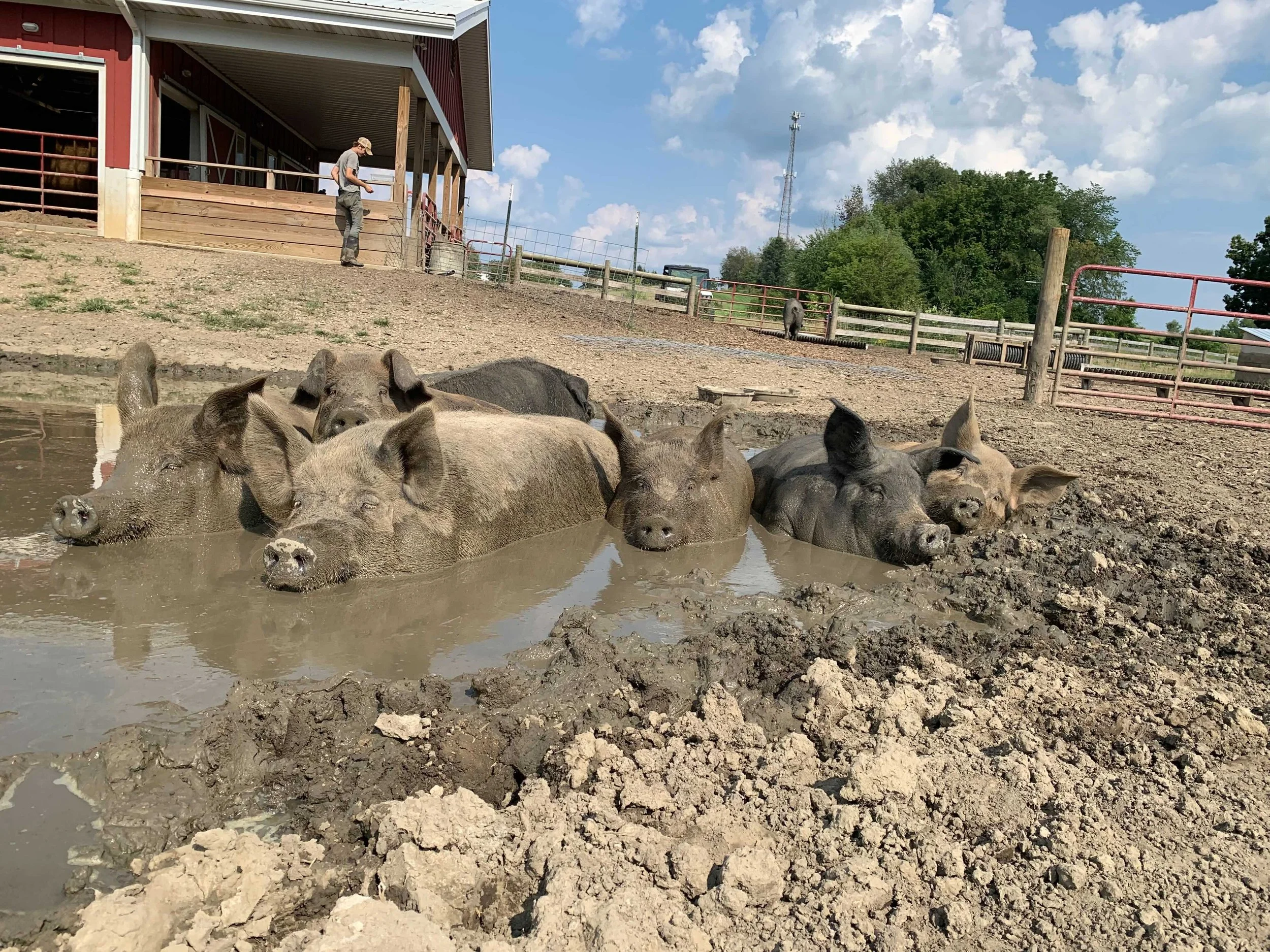 The Pigs from North Carolina Barn Sanctuary