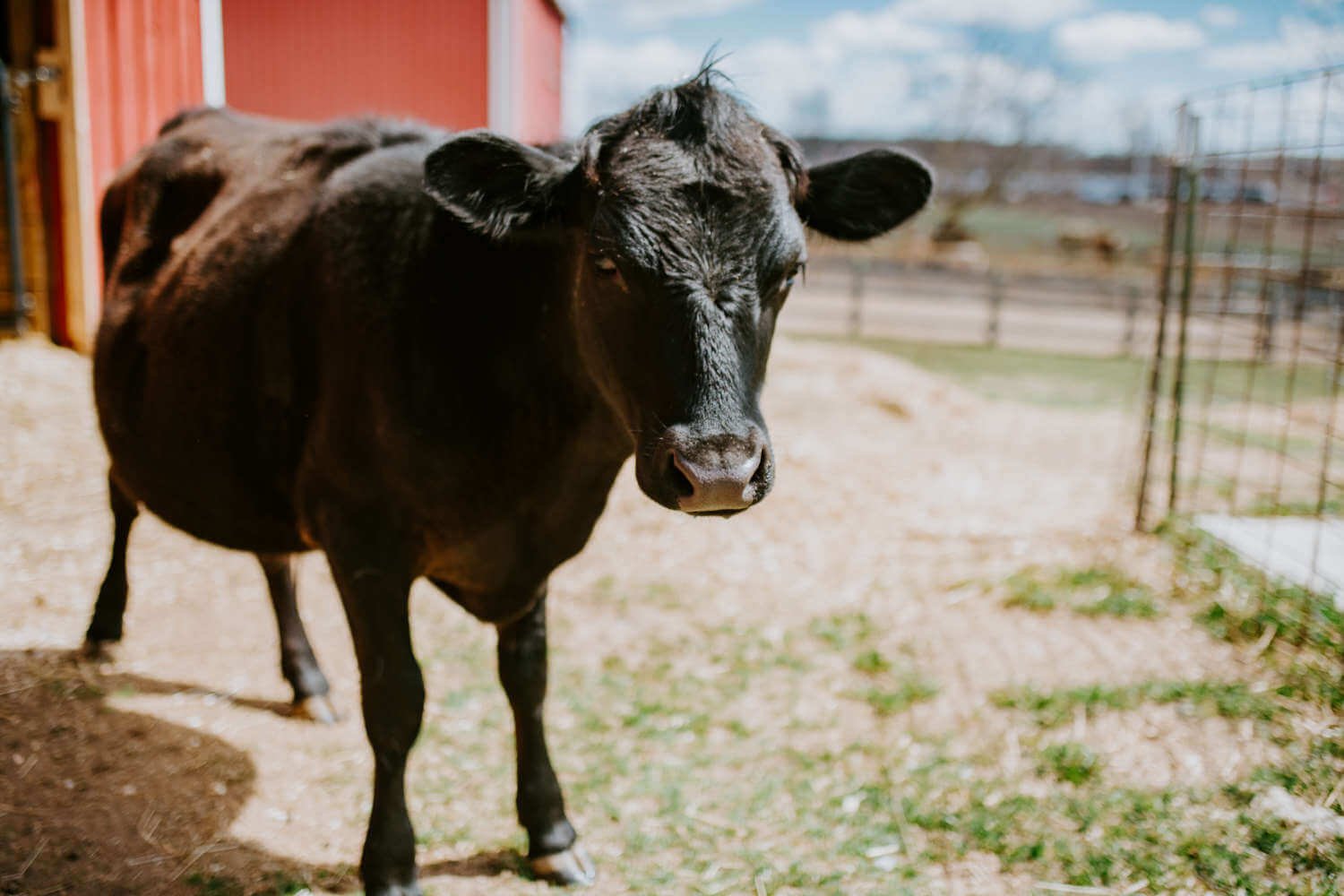 Meet The Animals Cows — Barn Sanctuary