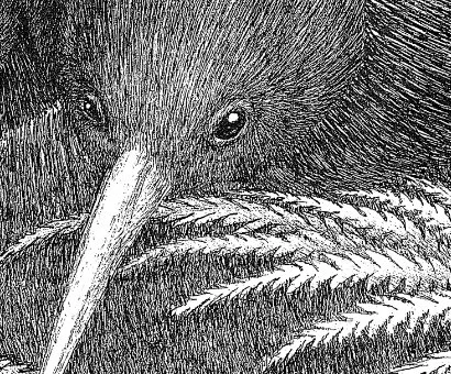 kiwi-bird-detail1.jpg