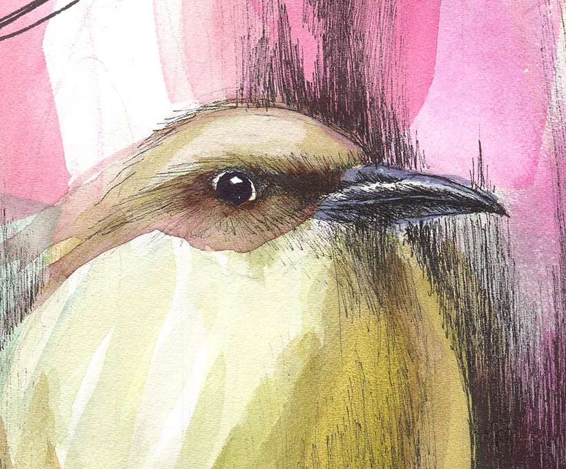 20230316_ColourBellbird_crop1.jpg
