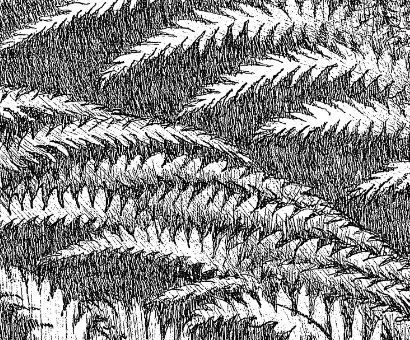 kiwi-bird-detail3.jpg