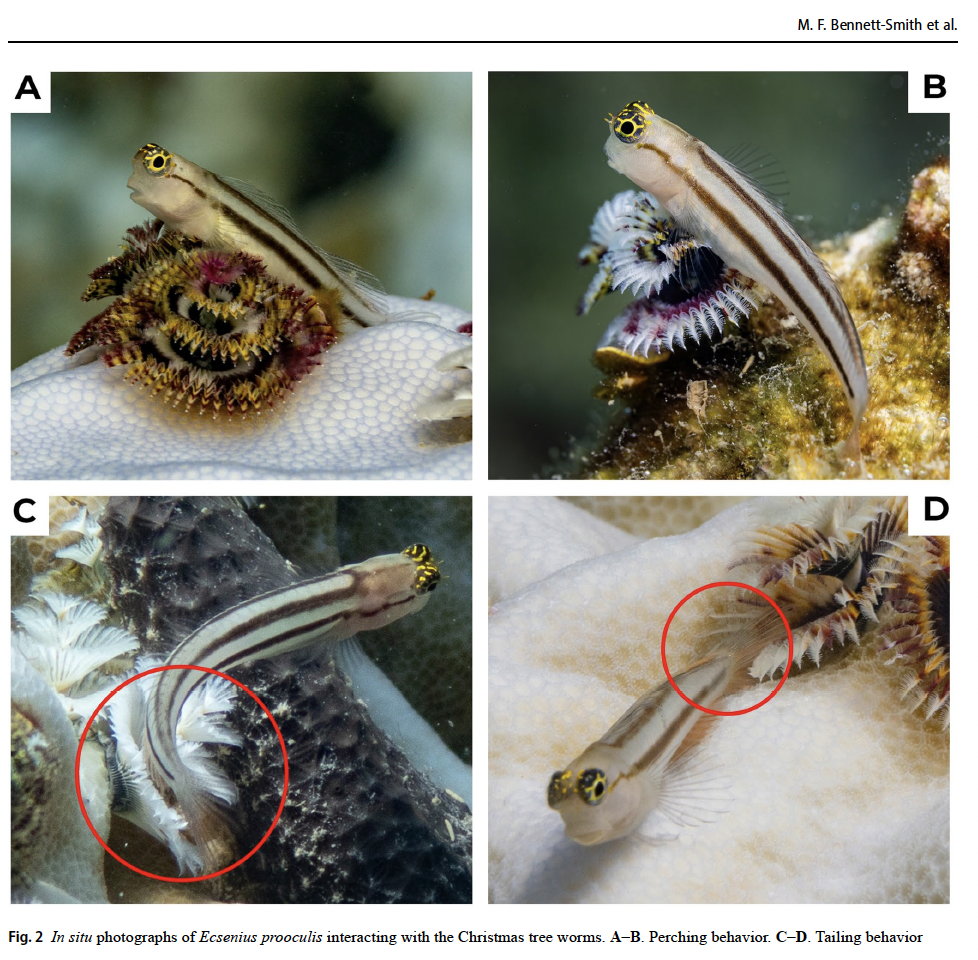 Evidence of novel symbiotic relationships between Christmas tree worms and coral reef blennies and gobies