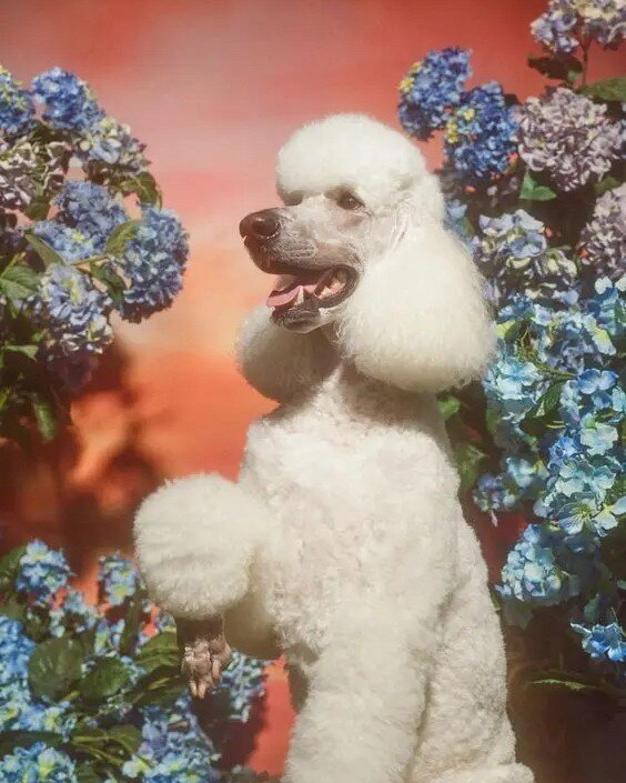 Glamour Dog for your Sunday 🎀⠀⠀⠀⠀⠀⠀⠀⠀⠀
⠀⠀⠀⠀⠀⠀⠀⠀⠀
🐩 : @pinterest