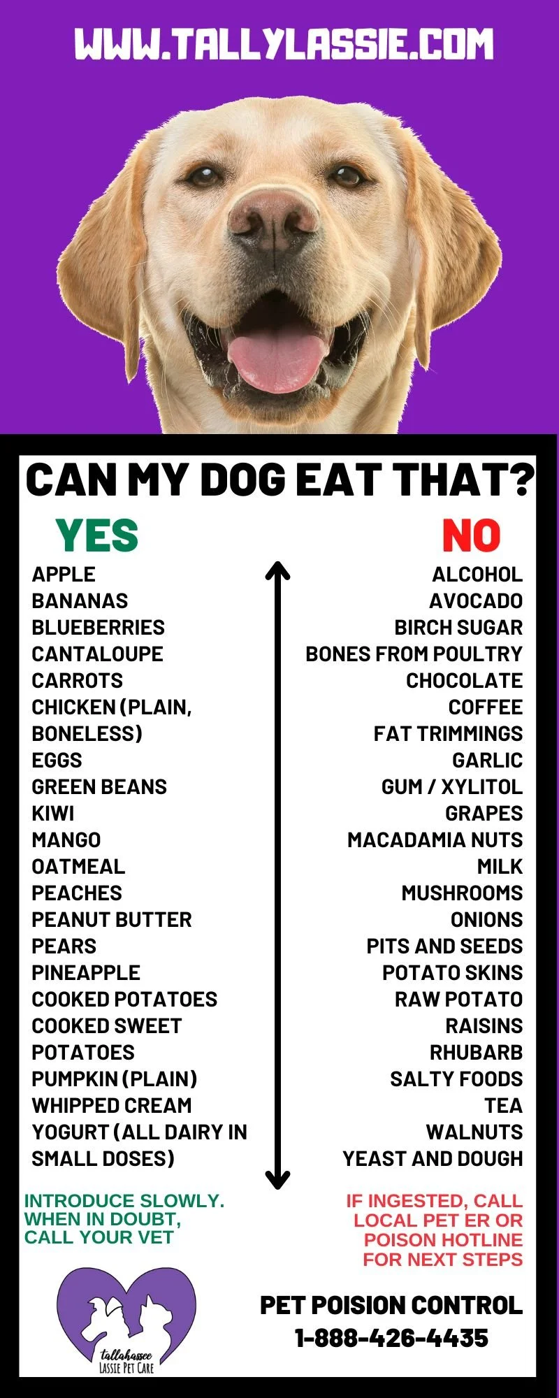 What Human Food Can Dogs Eat Can My Puppy Eat Human Food