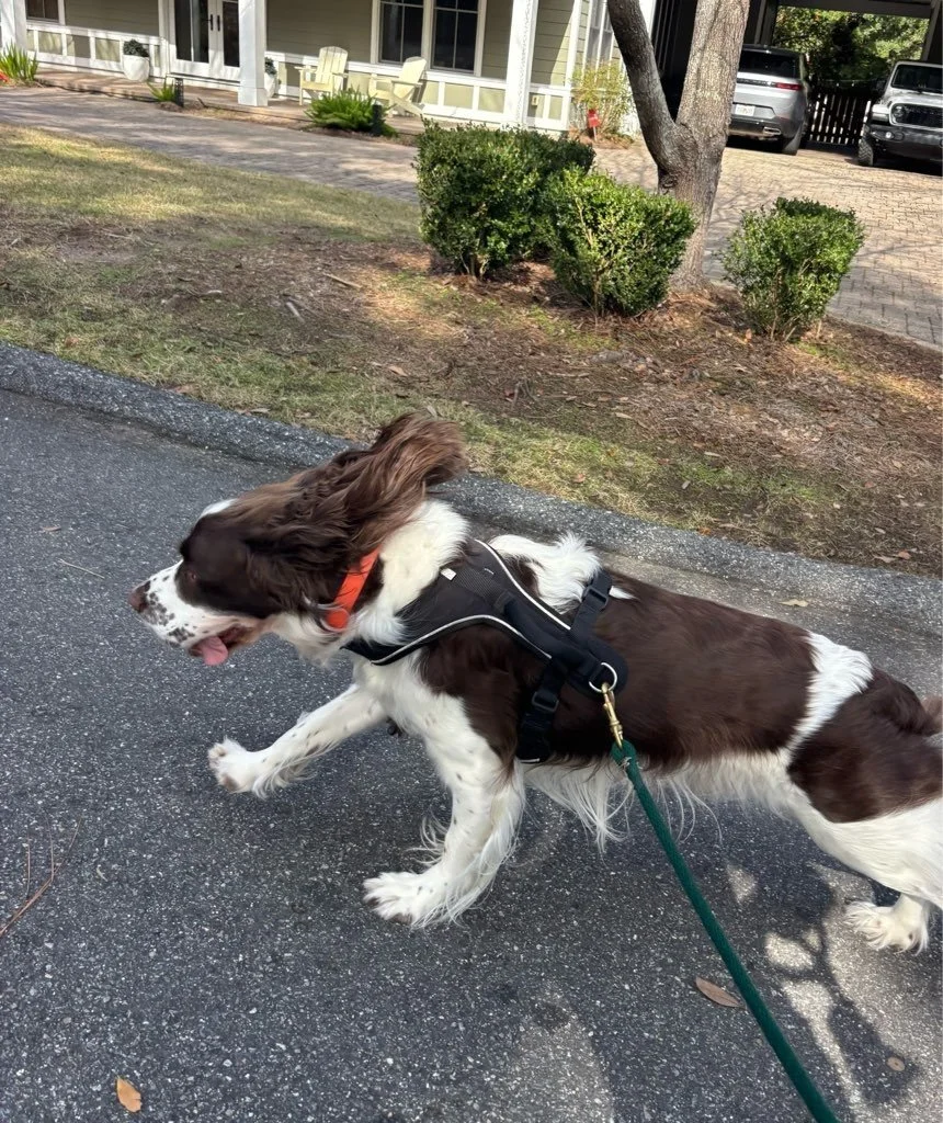 Pet Resolutions : 2026