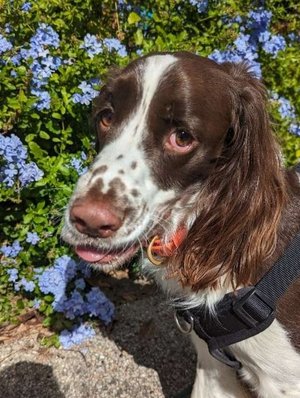 George the spaniel
