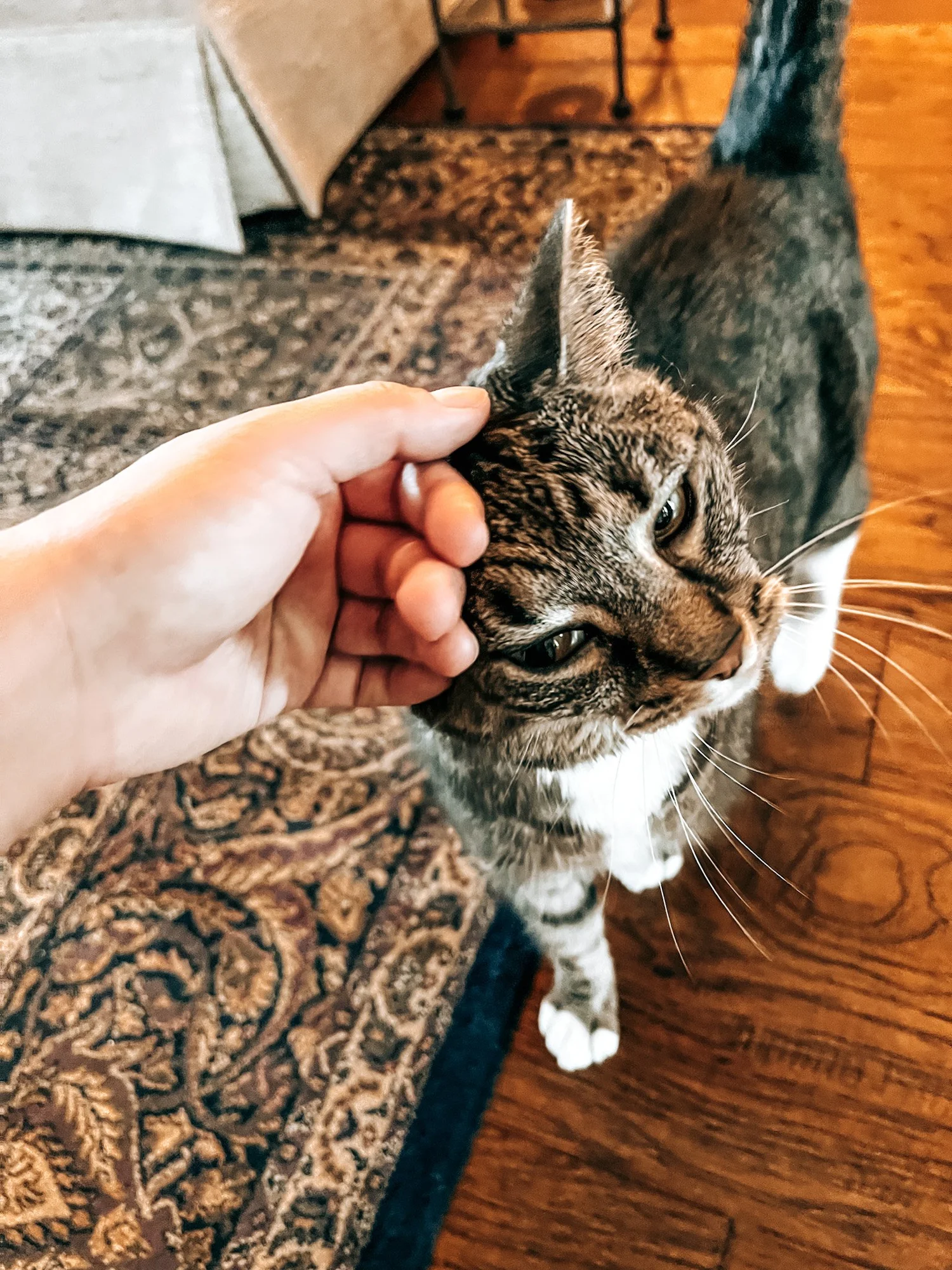 Meet the Team — Premier Dog Walking and Pet Sitting in Tallahassee