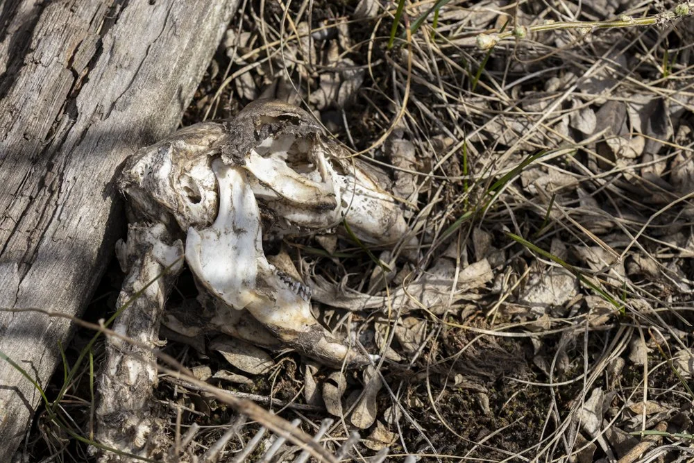 May 1st - Rabbit Skeleton