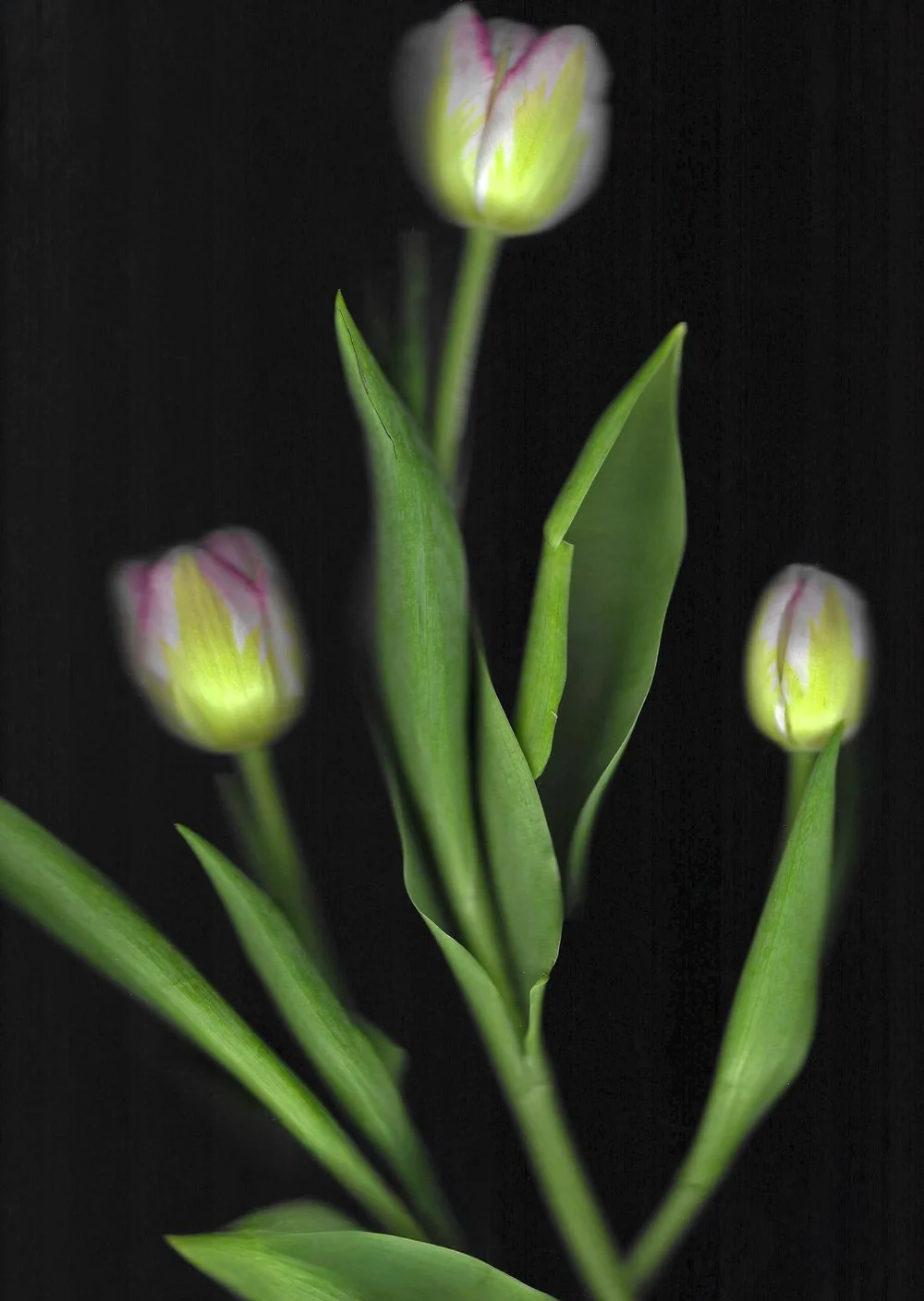 20260326-Scan 14-flowers copy.jpg