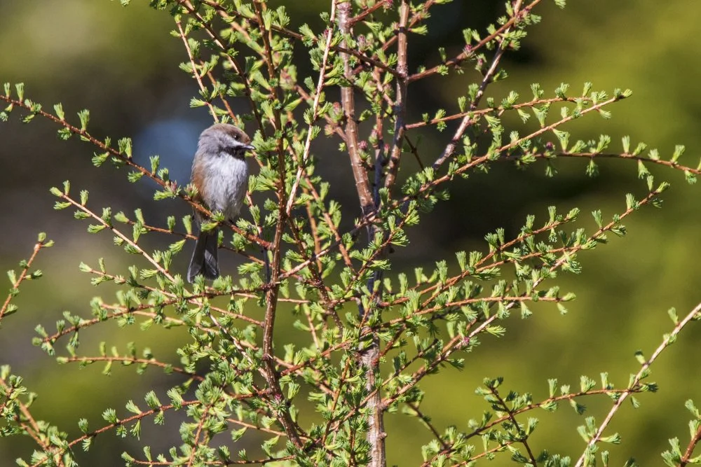 Boreal Chickadee 