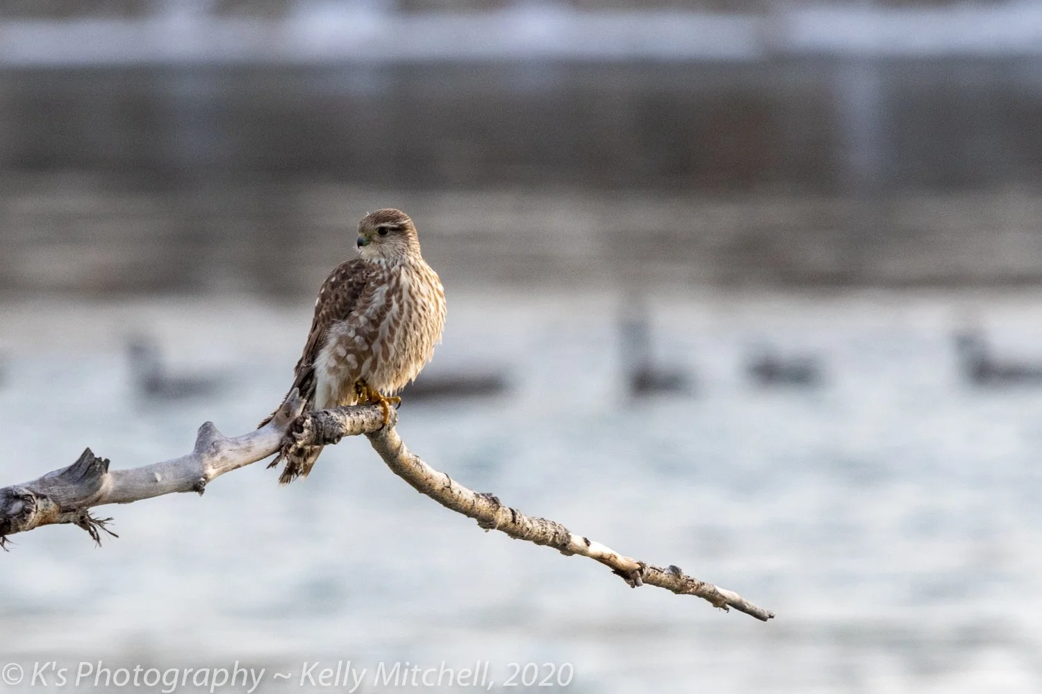 New Website and Blog