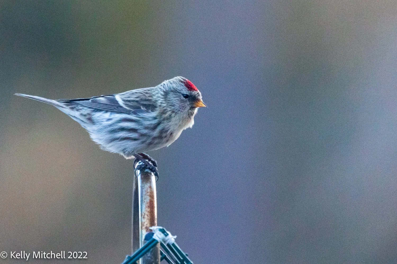 Common Redpolls