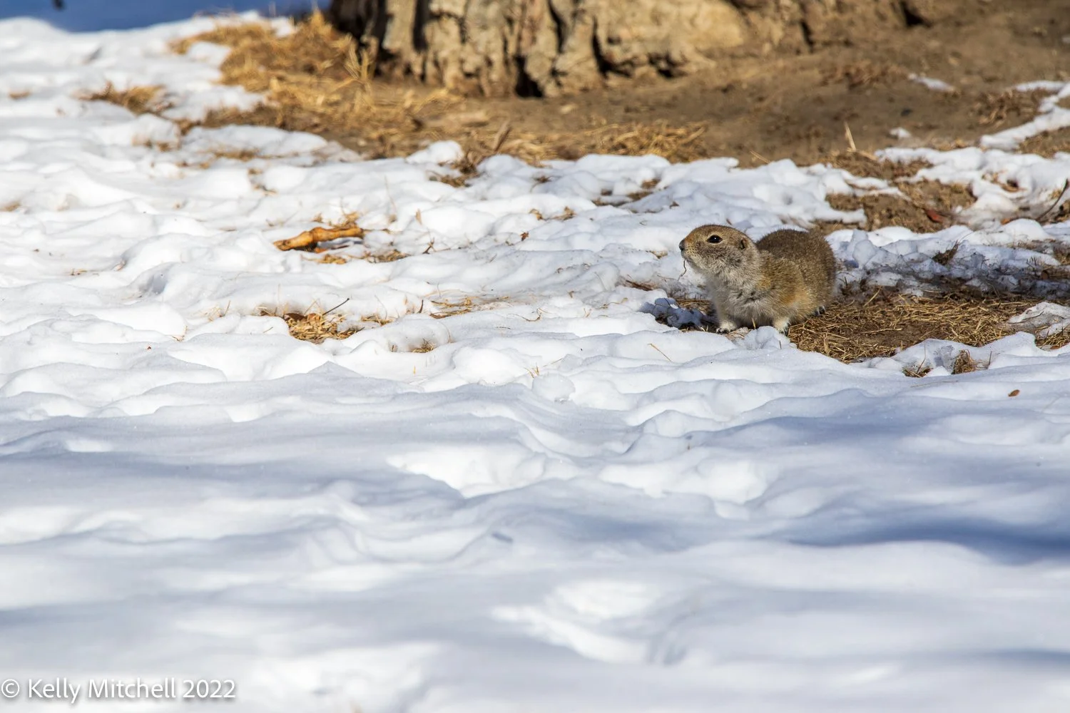 A Sign of Spring