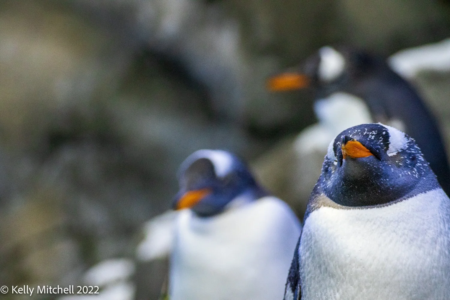 Penguins