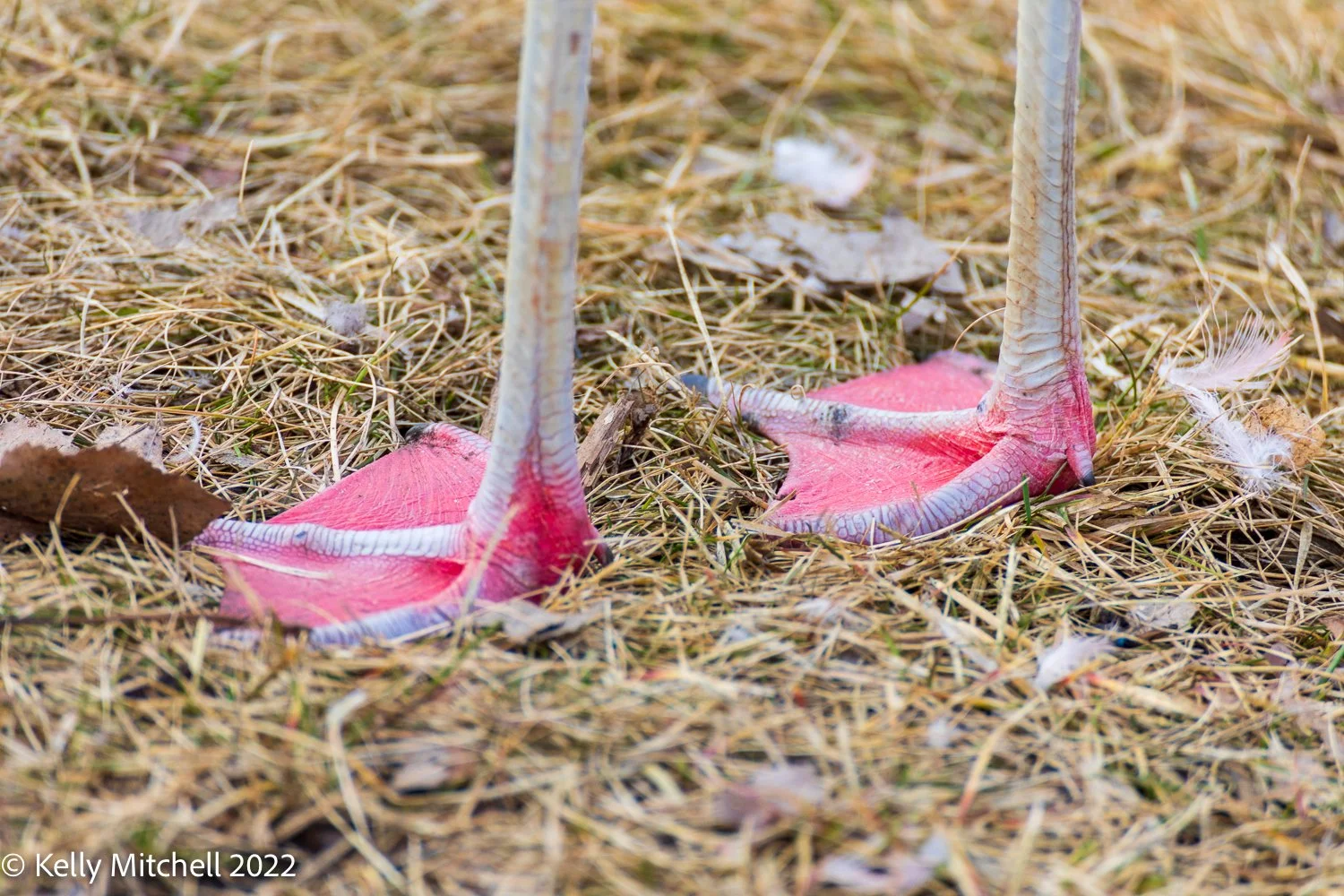 Ahh Flamingos!!