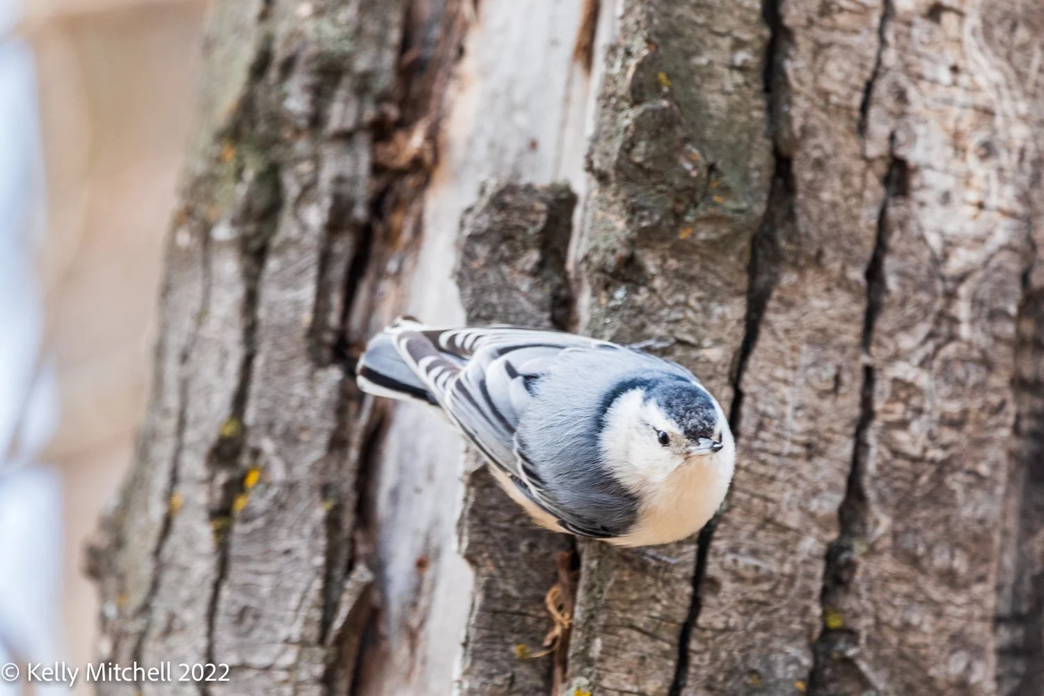 White Breasted Nuthatch
