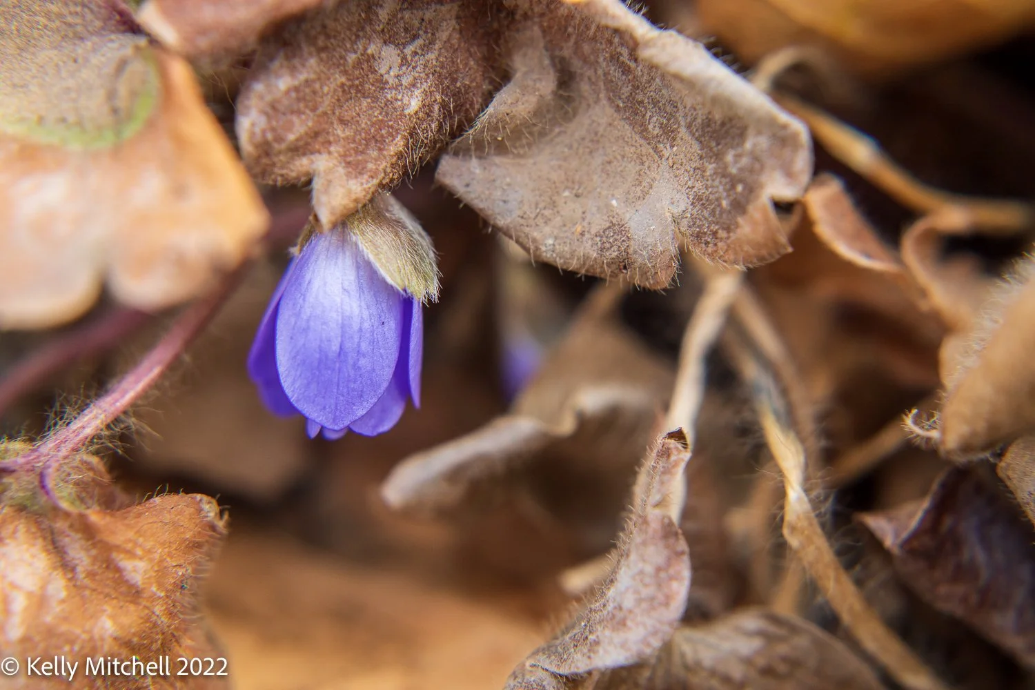 Signs of Spring