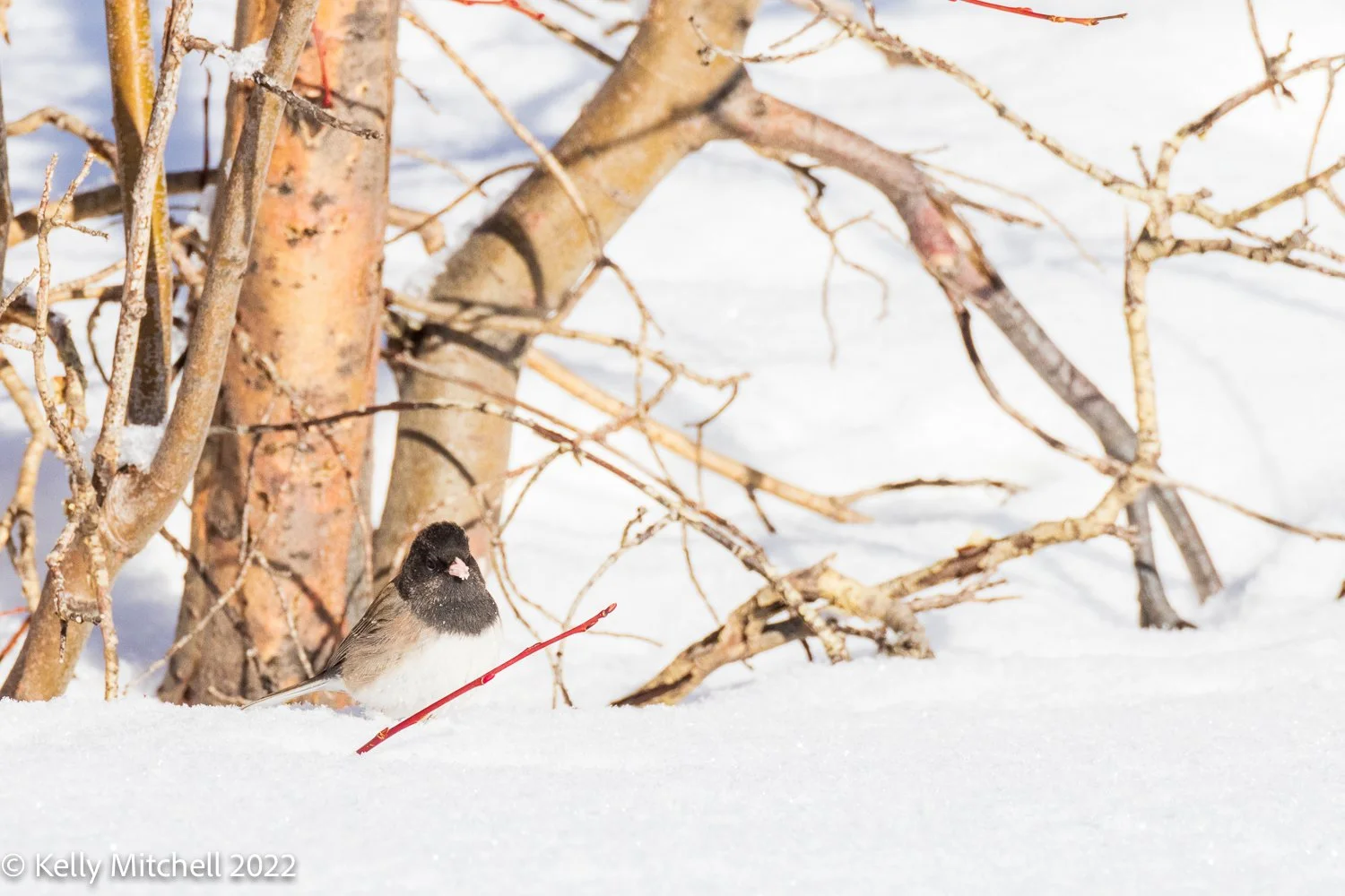 Dark Eyed Junco