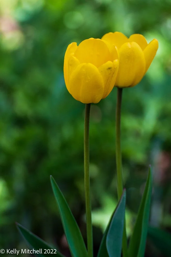 Pretty Little Flowers