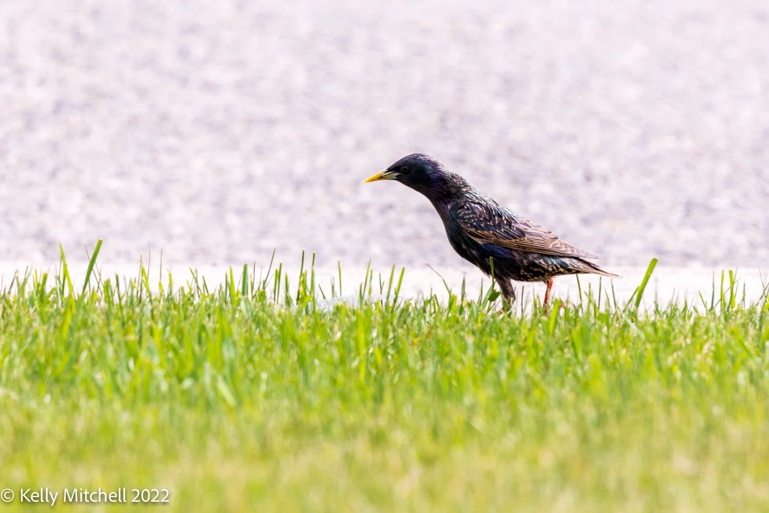 Buggies for Breakfast!!