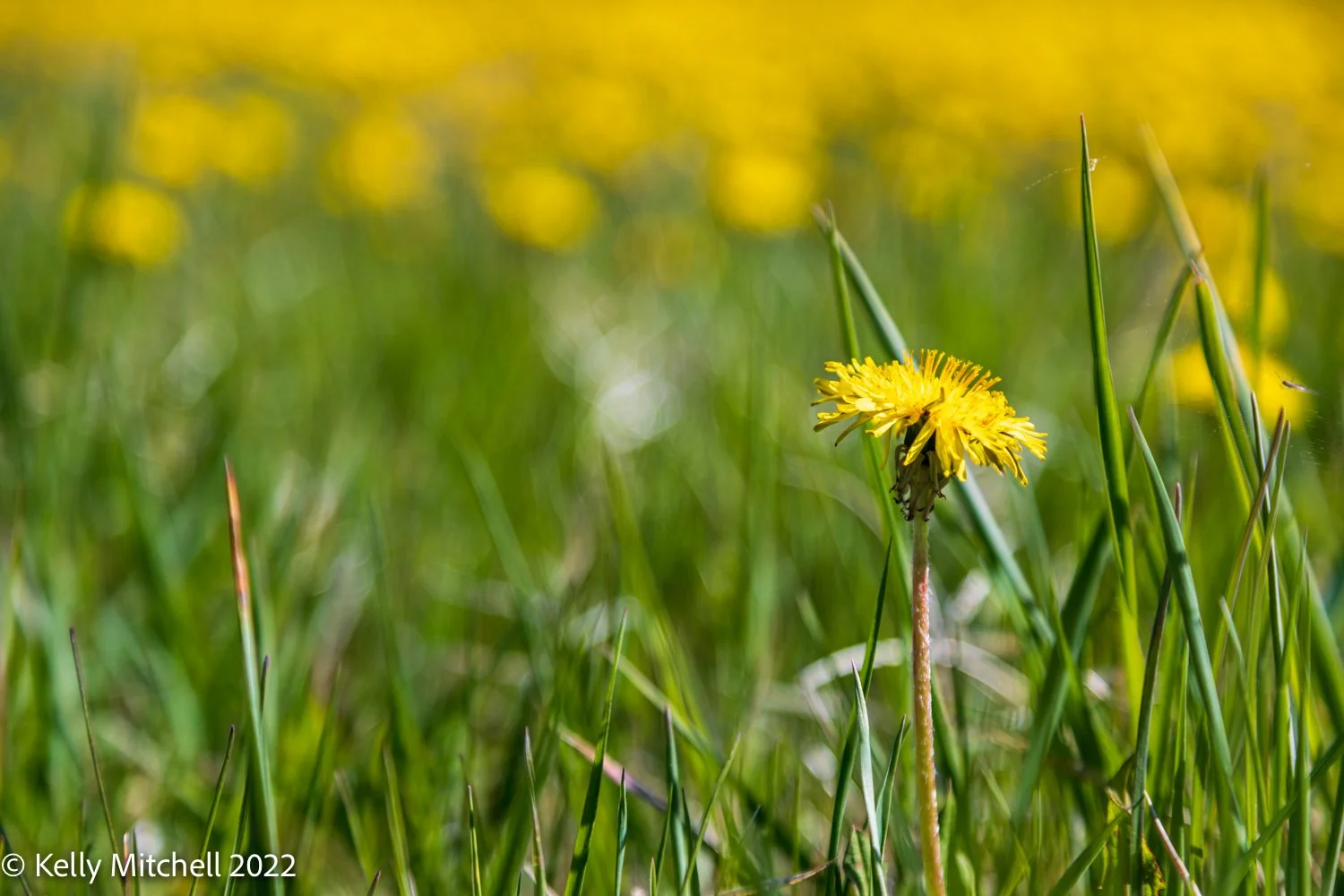 Dandelions … Week’s Fav!!