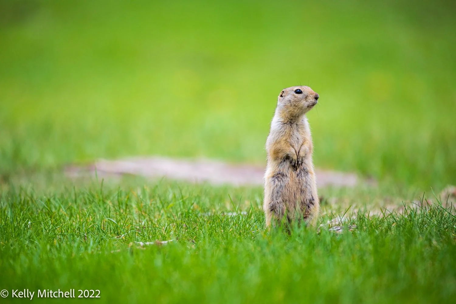 Gophers!!