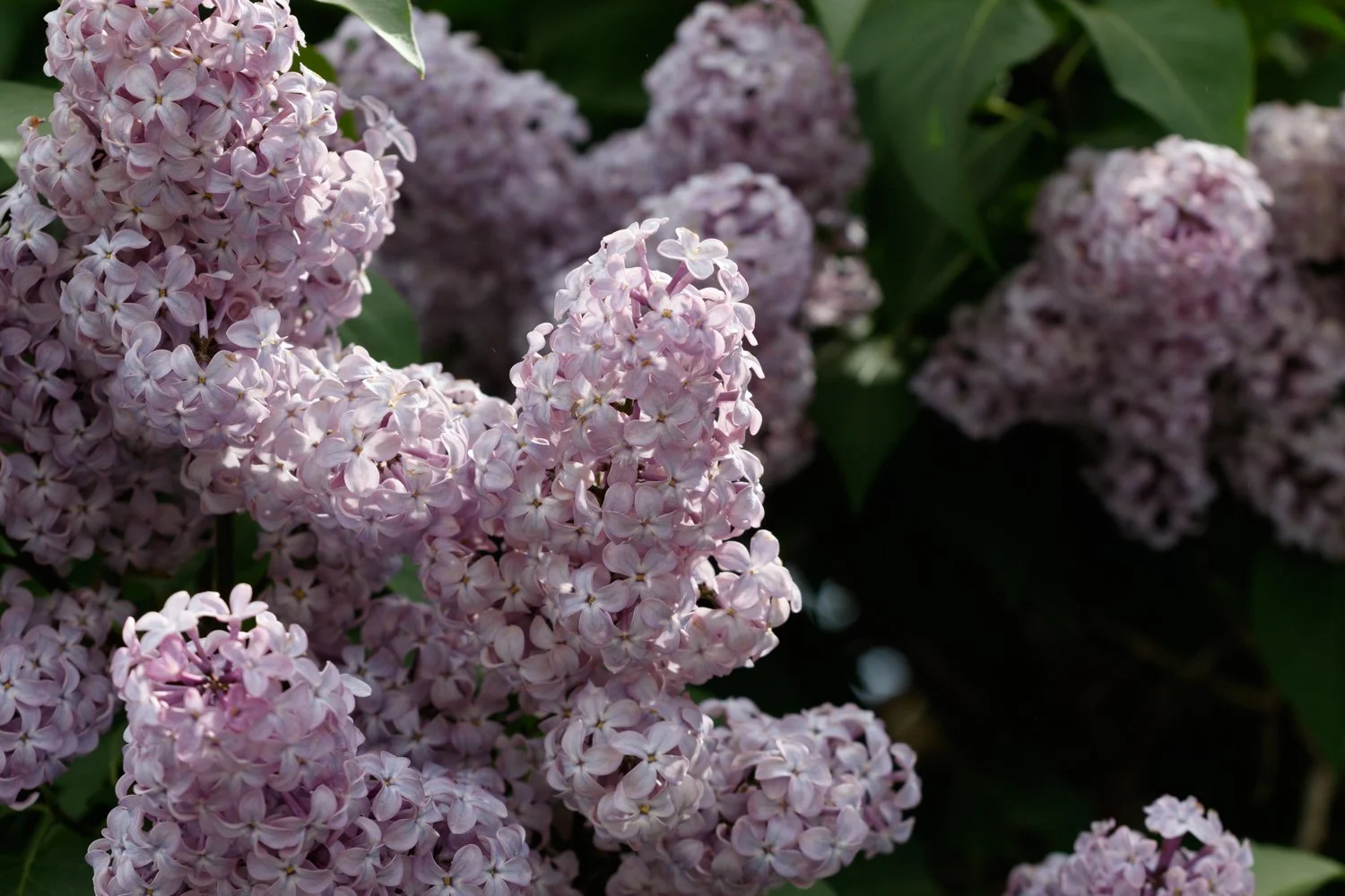 Challenges … Which One??