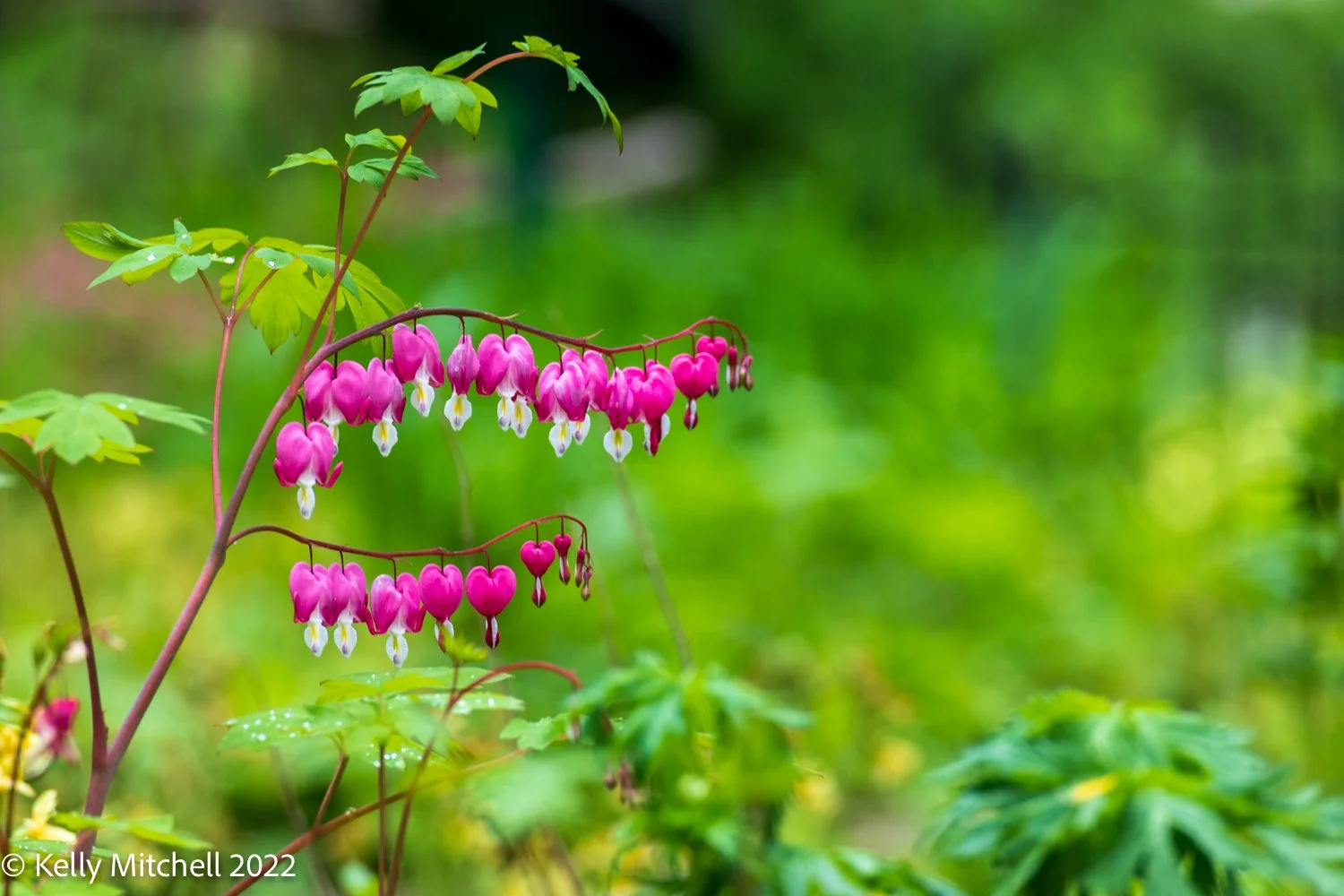 Bleeding Hearts